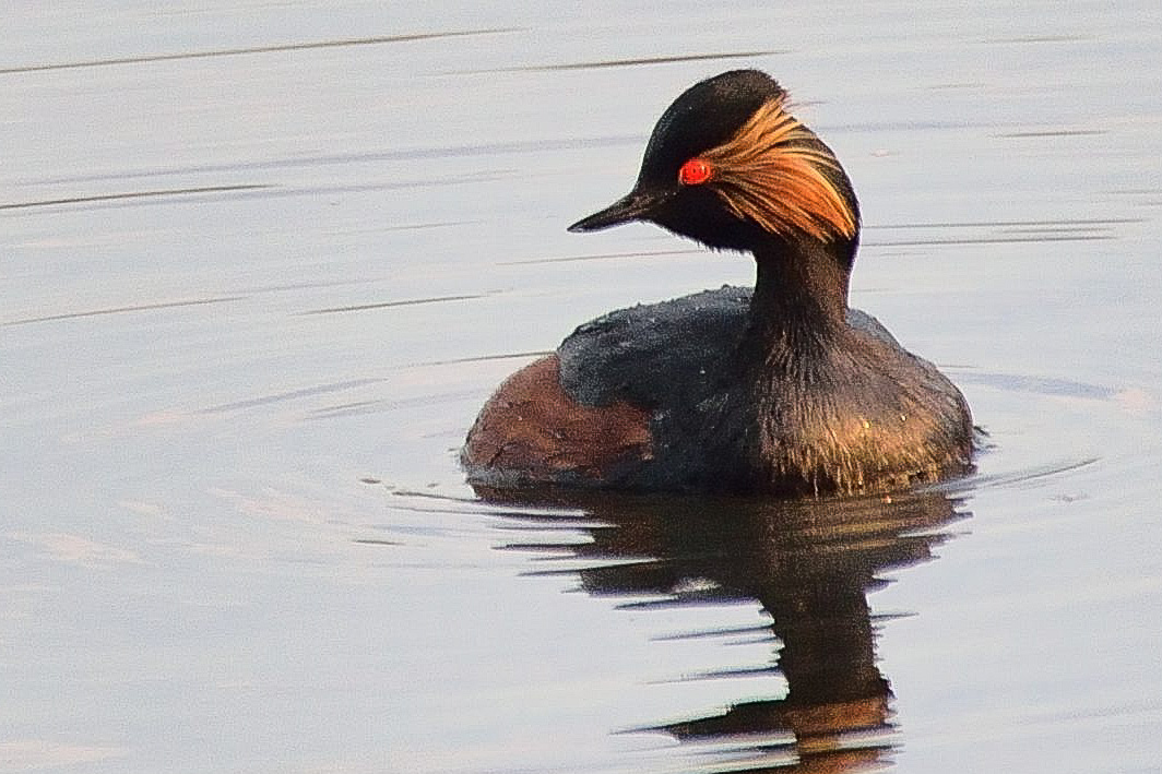 Grèbe à cou noir (Black-necked grebe, Podiceps nigricollis), adulte nuptial, Dépôt 54, Réserve Naturelle de Mont-Bernanchon, Hauts de France.